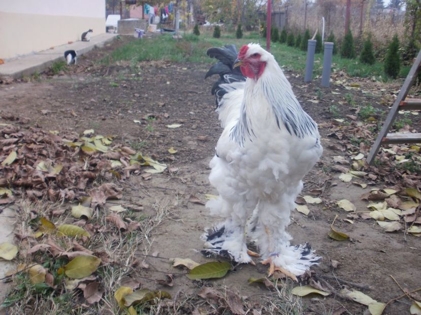 P1170976 - Cocosi 2017