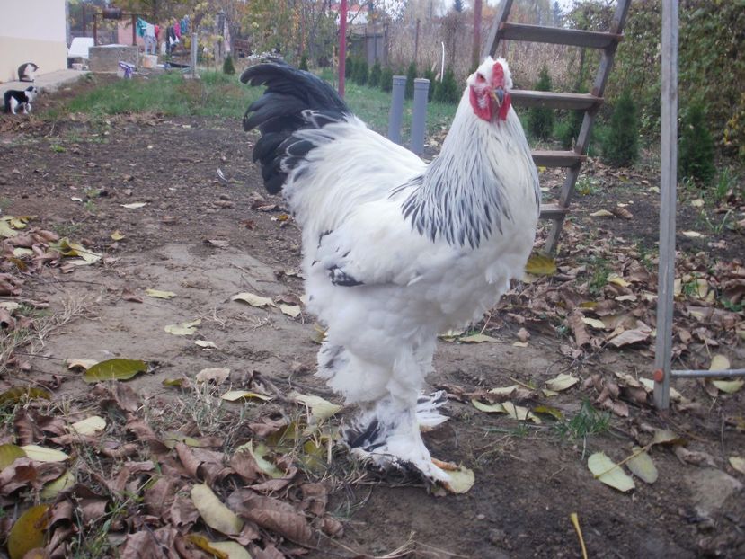 P1170977 - Cocosi 2017