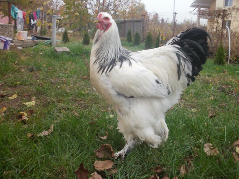 P1170981 - Cocosi 2017