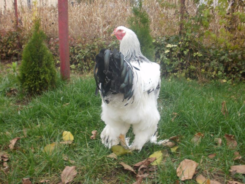 P1170983 - Cocosi 2017