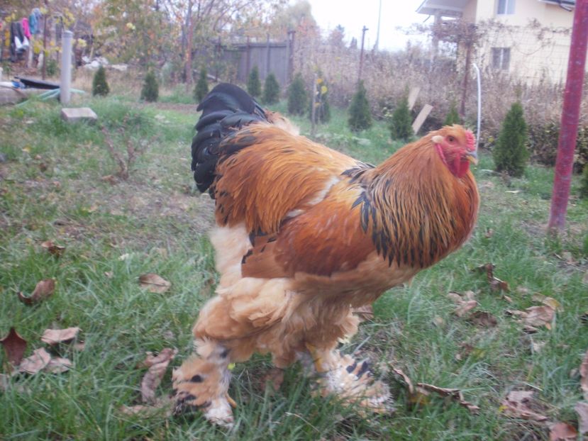 P1171004 - Cocosi 2017