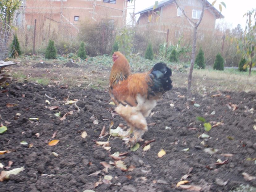 P1171014 - Cocosi 2017