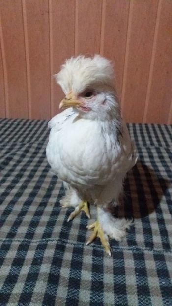  - Pui motati 2017 seria 3