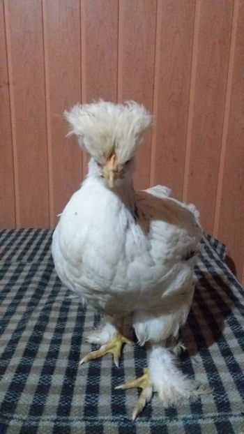  - Pui motati 2017 seria 3