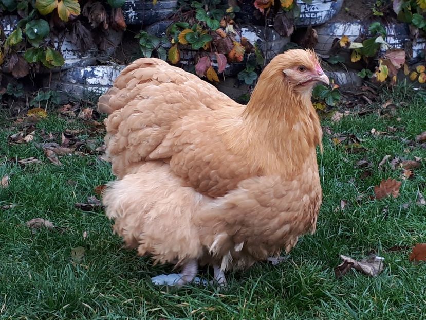  - 15 ORPINGTON GALBEN