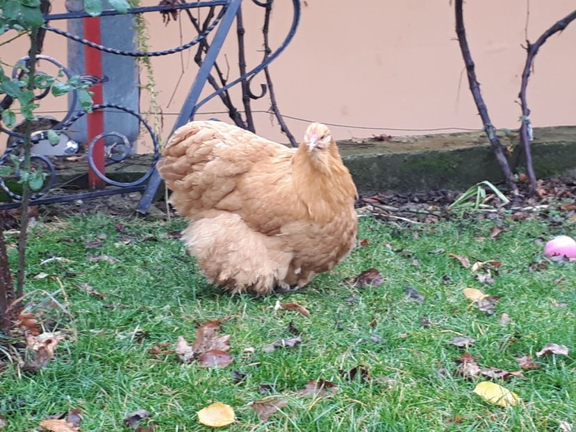  - 15 ORPINGTON GALBEN