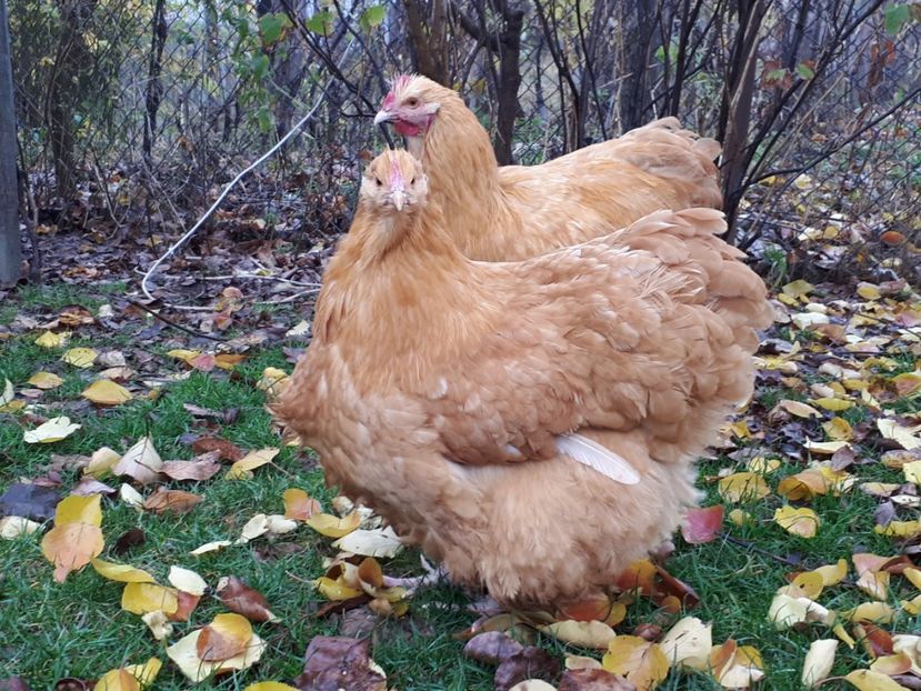  - 15 ORPINGTON GALBEN