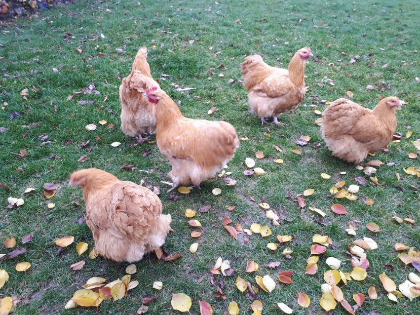  - 15 ORPINGTON GALBEN