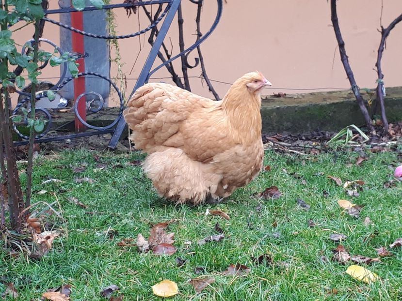  - 15 ORPINGTON GALBEN