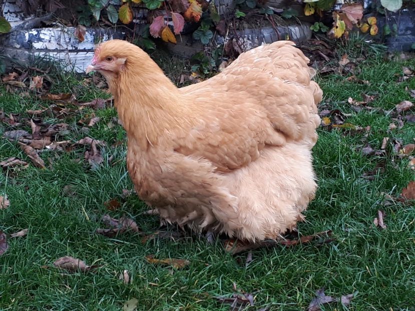 6luni - 15 ORPINGTON GALBEN