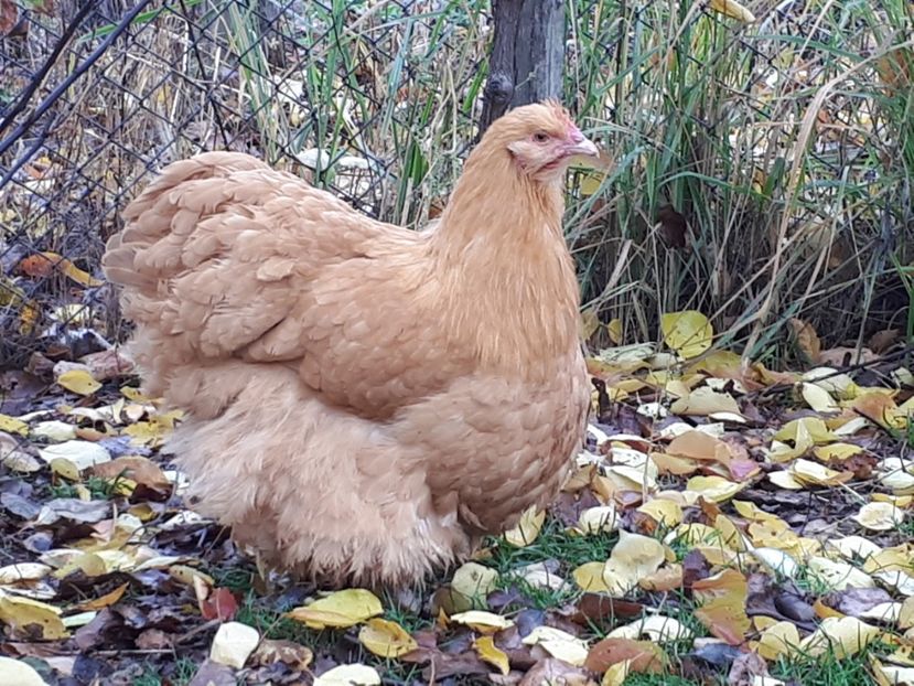  - 15 ORPINGTON GALBEN