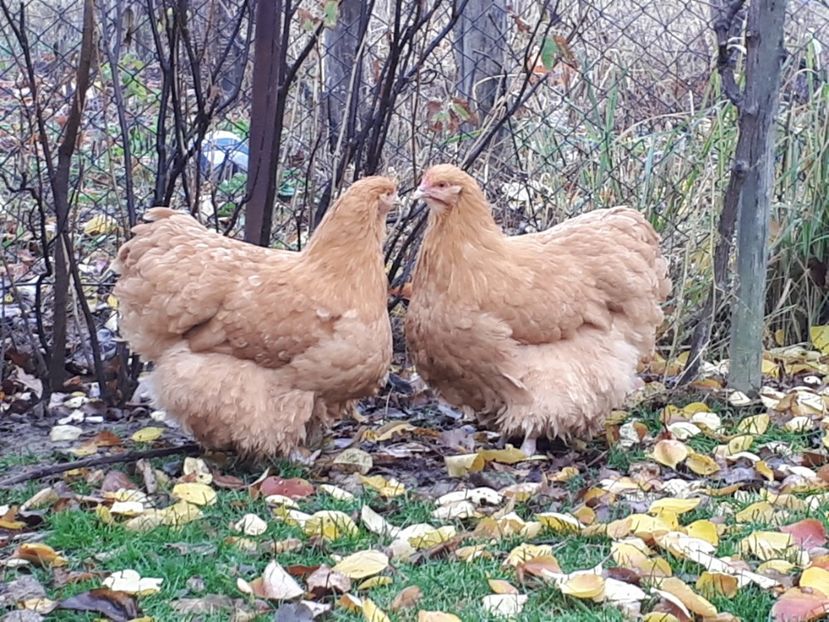 Găini 6 luni. - 15 ORPINGTON GALBEN