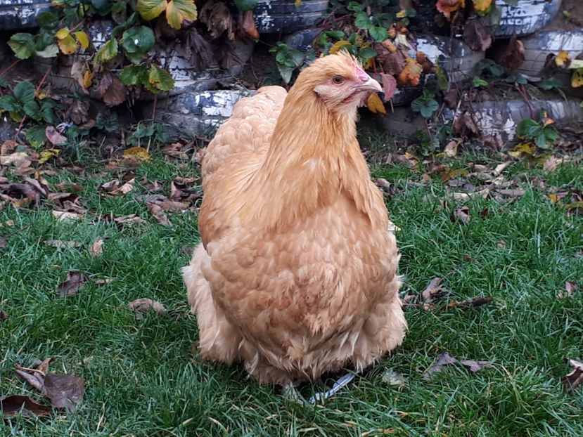 2017 - 15 ORPINGTON GALBEN