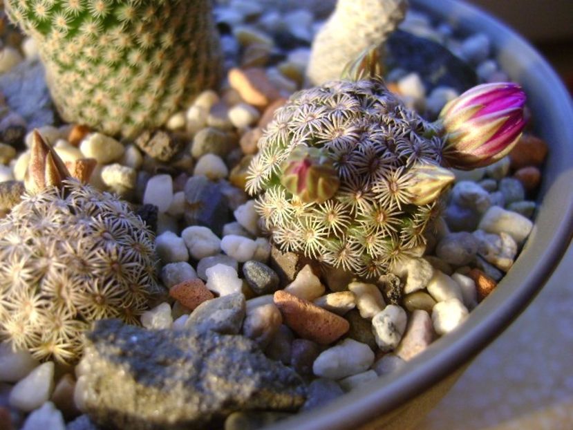 Mammillaria hernandezii - Cactusi 2017 final de an