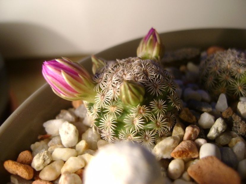 Mammillaria hernandezii - Cactusi 2017 final de an