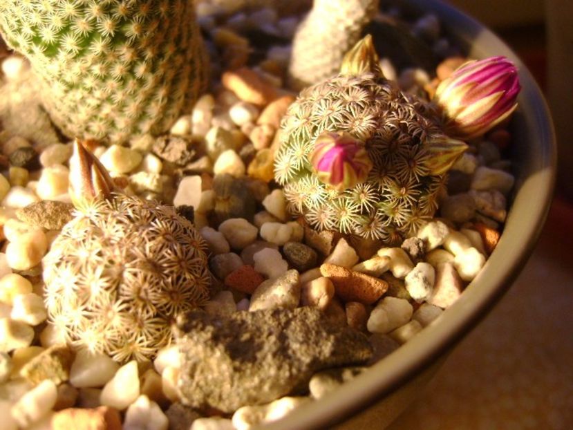 Mammillaria hernandezii - Cactusi 2017 final de an