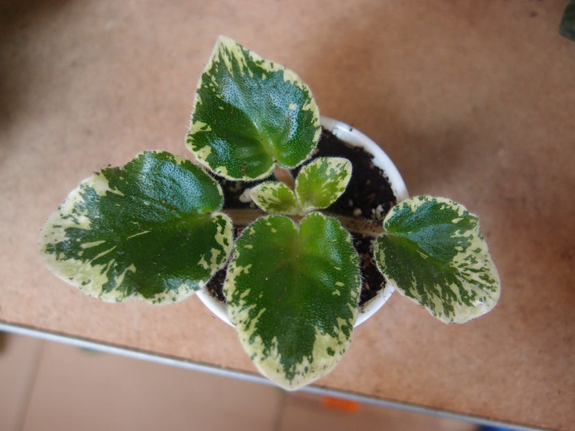 PB189743 - LE Art de Vie