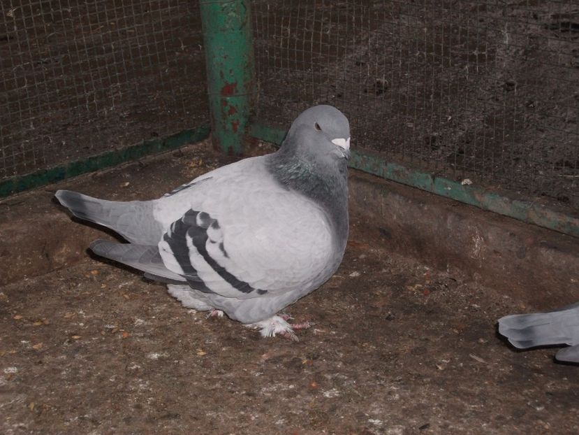 fata - porumbei 2017