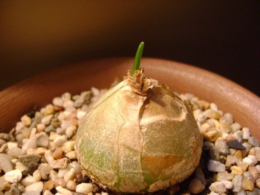 Bowiea volubilis - Caudiciforme si bulbi 2017