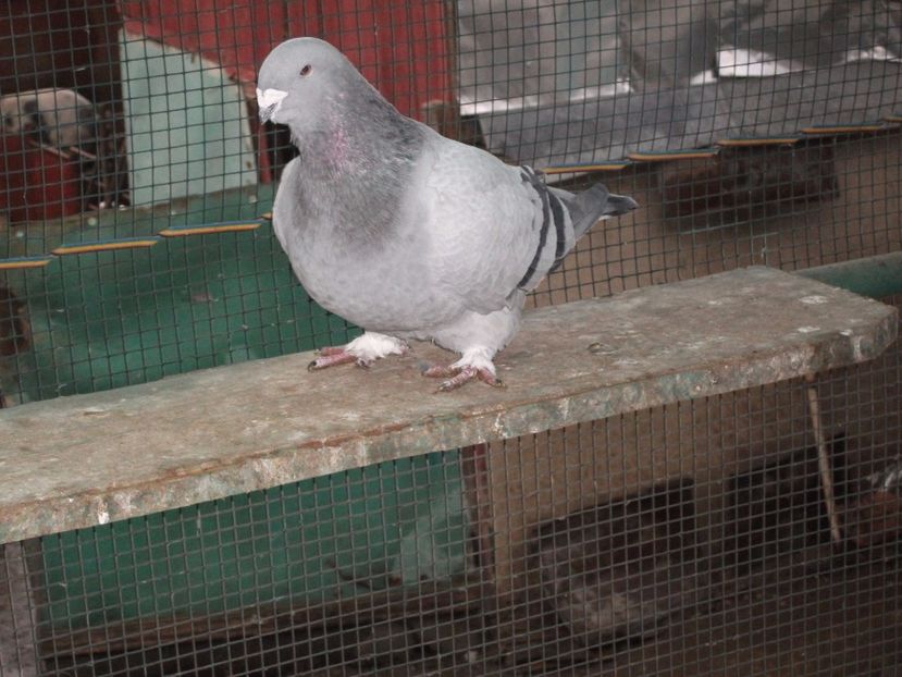 1 an - porumbei 2017