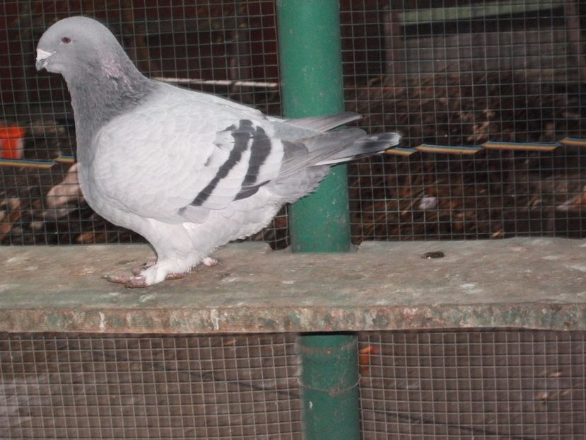 1 an - porumbei 2017