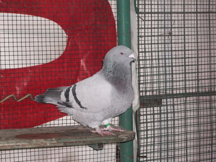 1 an - porumbei 2017