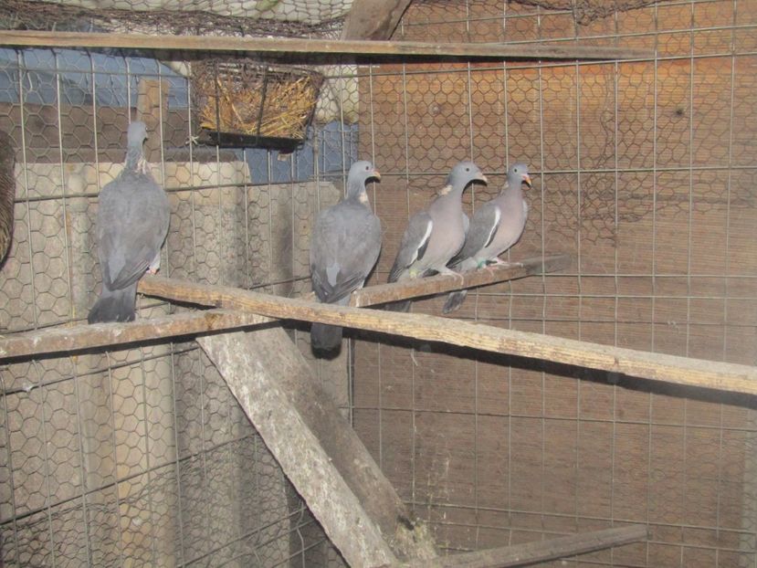  - A PORUMBEL SALBATIC GULERAT - Columba palumbus