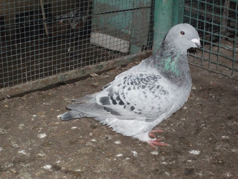 3 luni - porumbei 2017