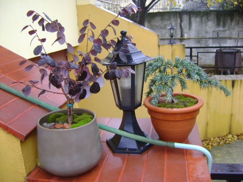 Loropetalum chinensis & Cedrus deodara "feeling blue" - Bonsai si prebonsai 2016-2017