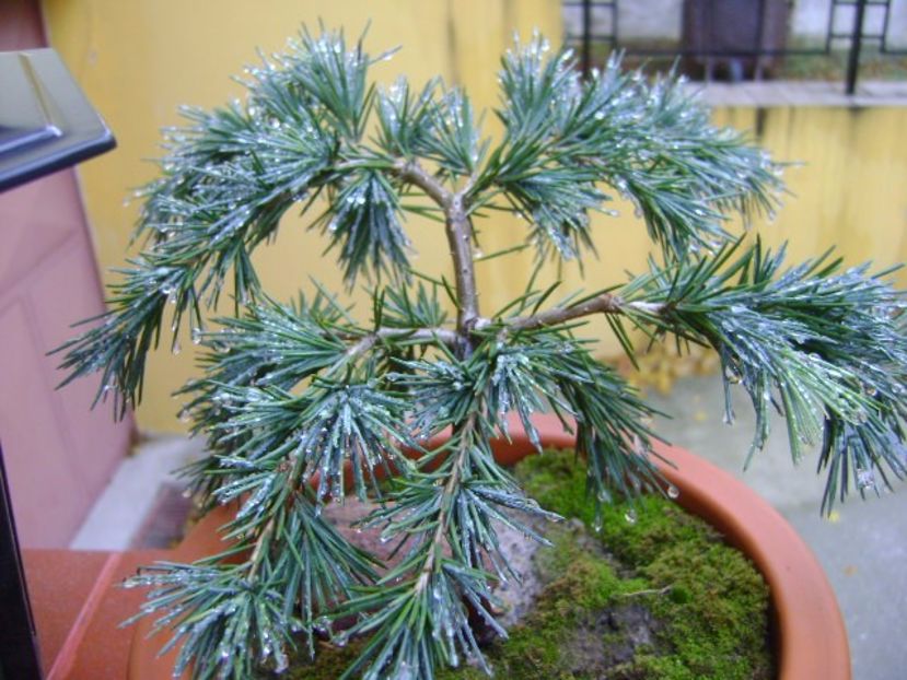 Cedrus deodara "feeling blue" - Bonsai si prebonsai 2016-2017