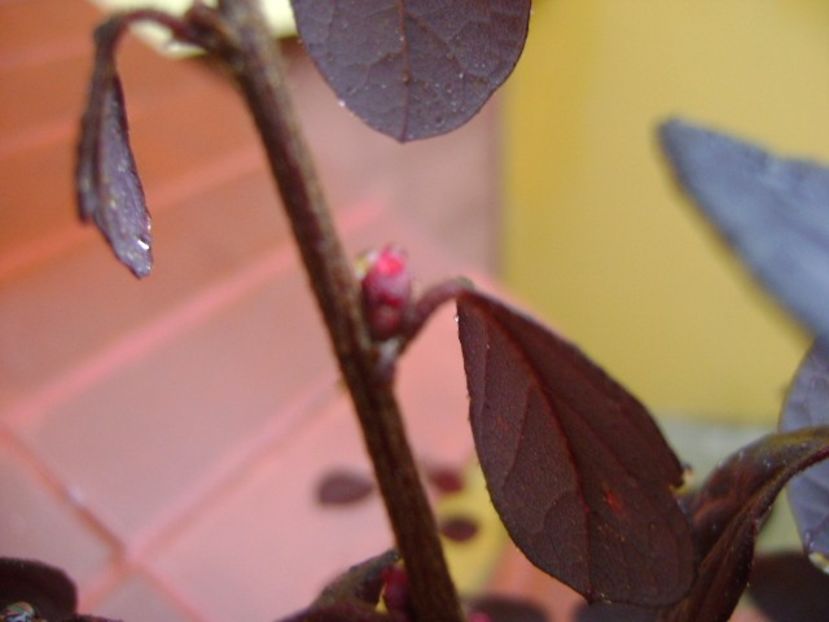 Loropetalum chinensis - Bonsai si prebonsai 2016-2017