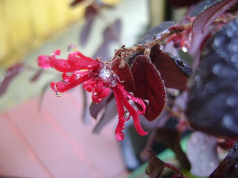 Loropetalum chinensis - Bonsai si prebonsai 2016-2017