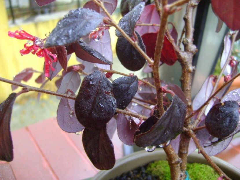 Loropetalum chinensis - Bonsai si prebonsai 2016-2017