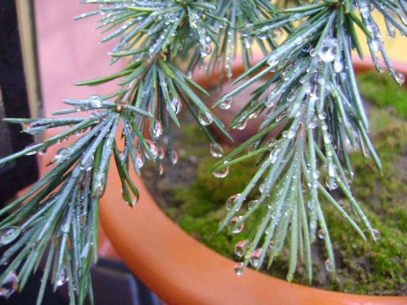 Cedrus deodara "feeling blue" - Bonsai si prebonsai 2016-2017