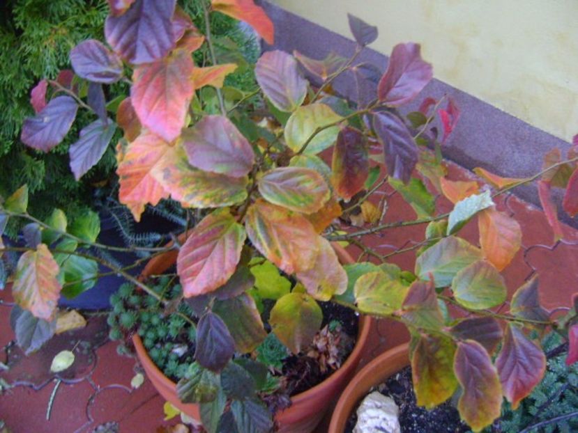 Parrotia persica - Bonsai si prebonsai 2016-2017
