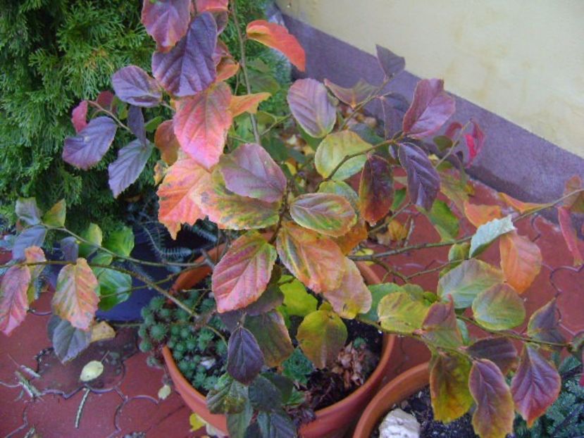Parrotia persica - Bonsai si prebonsai 2016-2017