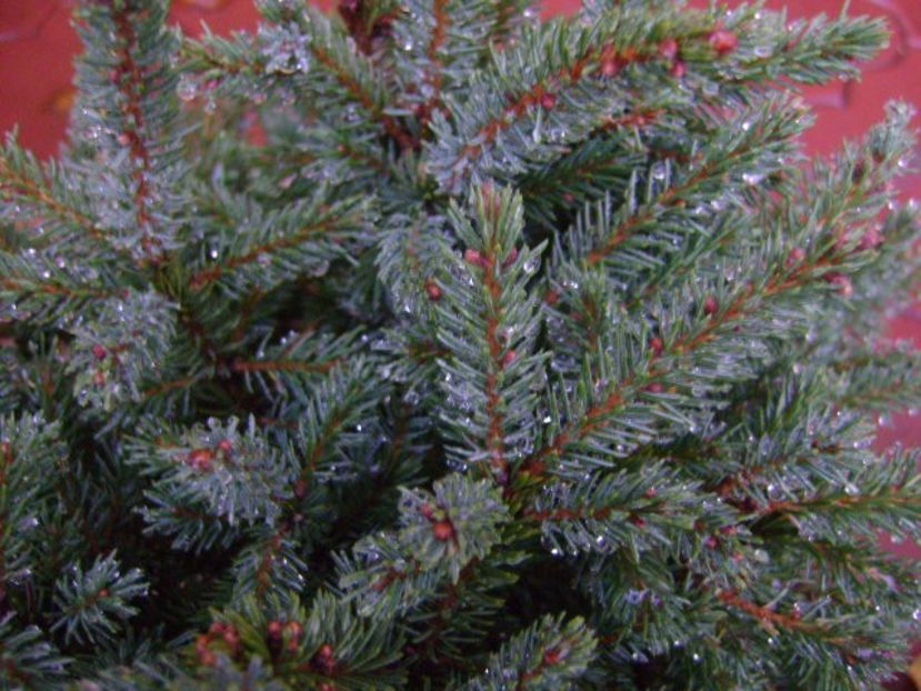 Picea abies Little Gem - Bonsai si prebonsai 2016-2017
