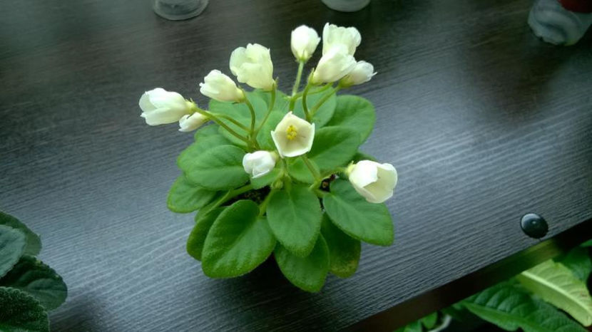 poza net - Senks Alchemy Antique Bells