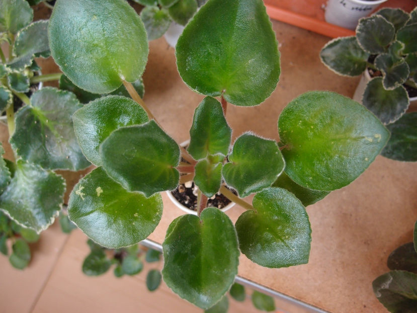 PB189733 - zzz LE Sitets Letnego Neba out of collection