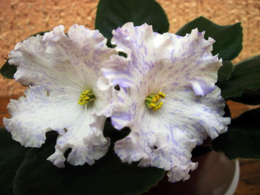 poza net - zzz LE Sitets Letnego Neba out of collection