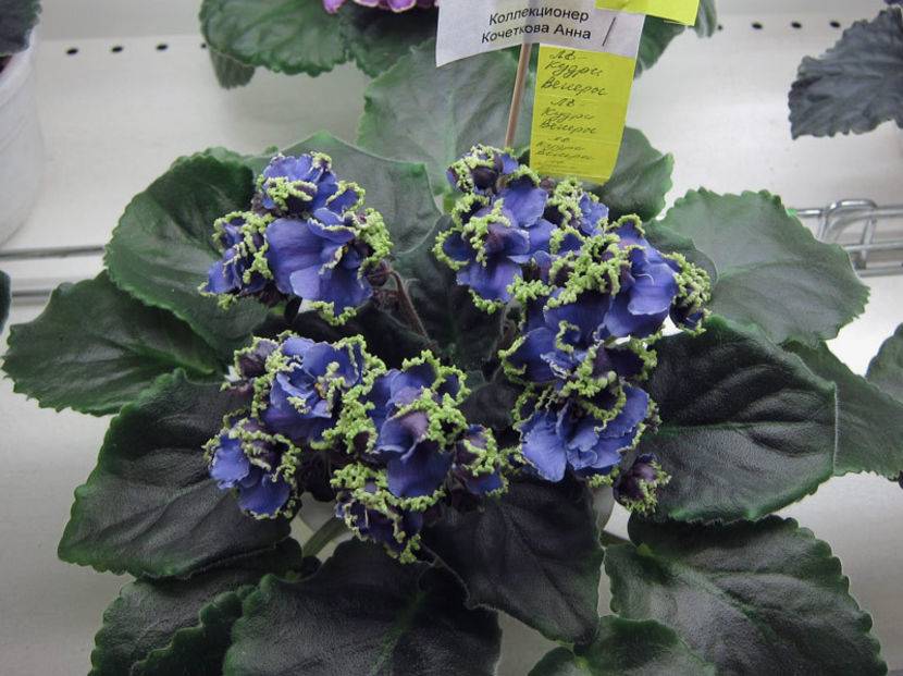 poza net - LE Kudri Venery