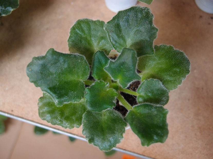 PB189732 - LE Kiss of an Angel