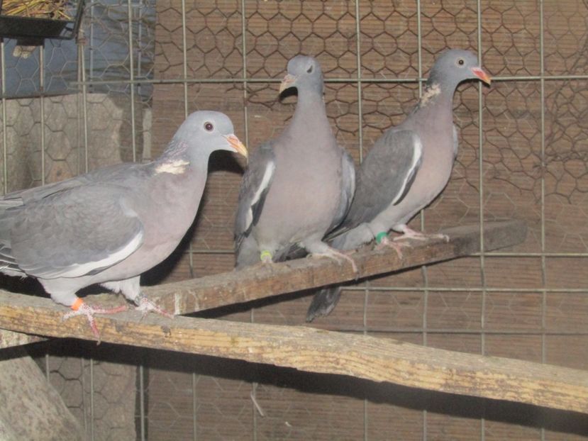  - A PORUMBEL SALBATIC GULERAT - Columba palumbus