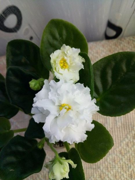 18 nov - ZZ EK Belaia Koroleva -White Queen