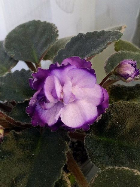 18 nov - ZZ Buckeye Blushing