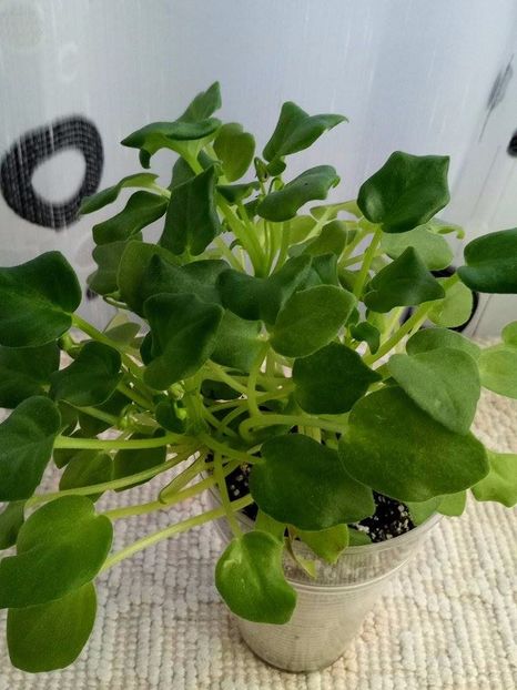 18 nov - Rob s Humpty Doo