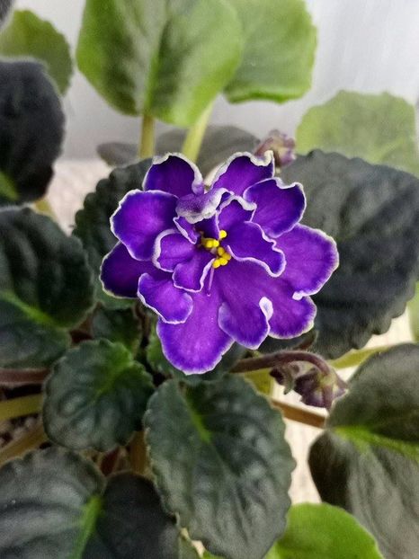 18 nov - ZZ King s Treasure