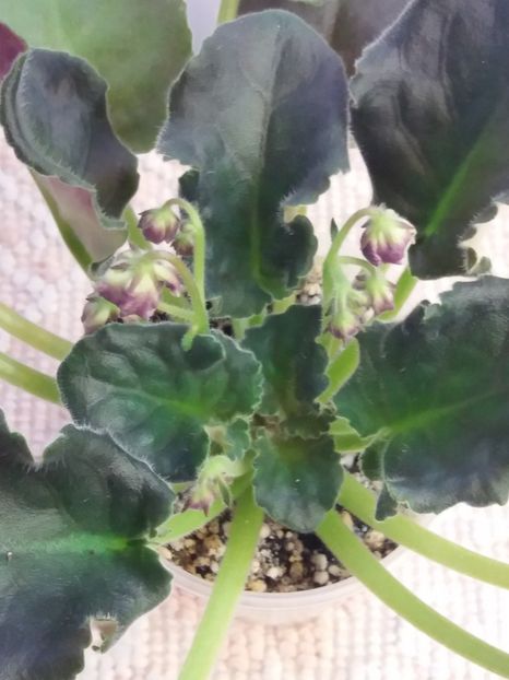 18 nov - ZZ LE Aisedora