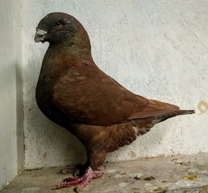 M 2017 FIU - TINERET 2017