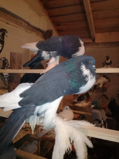  - GUSATI DE POMERANIA